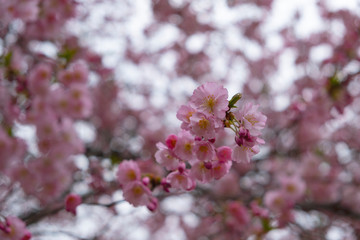 Flowering cherry trees in the Prague city garden
