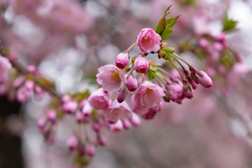 Cherry blossoms in the Prague city garden