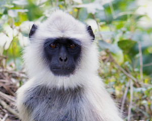 Langur Monkey