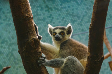 Wildlife in the Munich Zoo