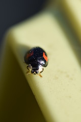 close up of a ladybug