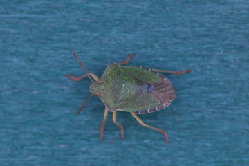 insect on a blue background