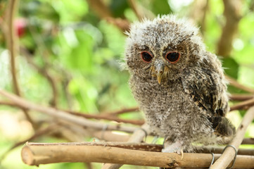  Barred Owlet on tree in nature
