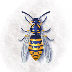 Wasp Insect illustration isolated on white. Colorful wasp Illustrated bug. Flat textured hand drawn design.