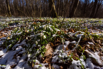 Wiosna w lesie. Las Zwierzyniecki, Białystok, Podlasie, Polska