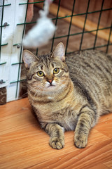 tabby cat   in a shelter