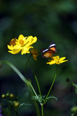 Garden With Butterfly