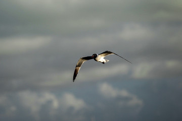 Florida Keys Aquatic Birds
