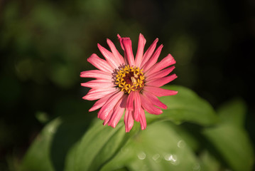 Obraz premium zinnia elegans flower in nature garden