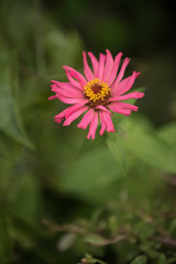 Obraz premium zinnia elegans flower in nature garden