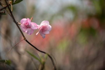 Obraz premium Adenium flower or desert rose is blooming on morning
