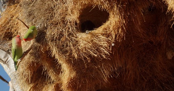 Small cute parrots are sitting in their nest in the quiver tree, wildlife, 4k
