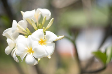 Plumeria