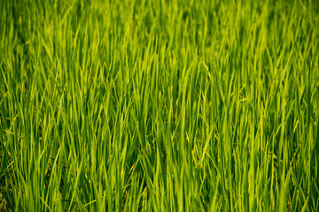 Young rice shoots close-up. Background