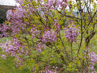 Syringa Microphylla 'Superba' |  Lilas de Chine ou lilas à petites feuilles aux petites fleurs et boutons floraux rose pâle à rouge teintés de mauve
