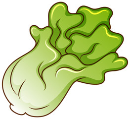 One green lettuce on white background