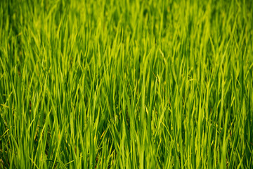 Fototapeta na wymiar Young rice shoots close-up. Background