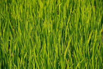 Young rice shoots close-up. Background