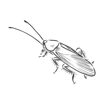 recommend clip art: cockroach insect pest, realistic vector sketch illustration