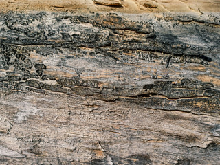 wall of old logs, close-up