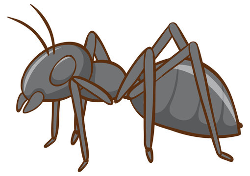 Black ant on white background
