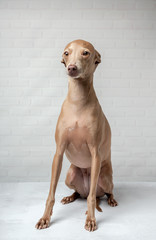 Portrait of italian grayhound dog in studio