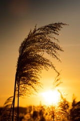 Sonne und Schilf