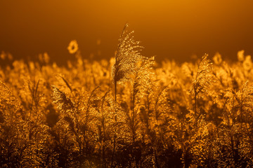 Schilf im Sunset