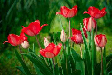 Red Tulips With Copy Space Top and Bottom