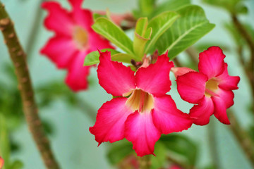 Red adenium flowers. Adenium obesum is a colorful houseplant in temperate regions.