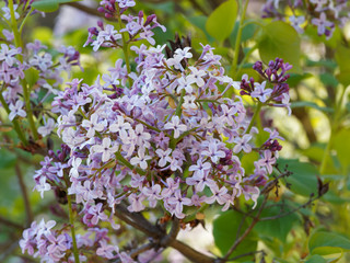 (Syringa Microphylla) Lilas de Chine ou lilas à petites feuilles aux petites fleurs roses, rose...