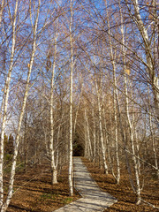 Birch grove with a road