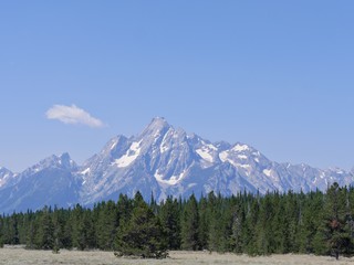 Fototapeta premium Thick rows of pine trees along the road with the Grand Teton mountain ranges in the distance in Wyoming.