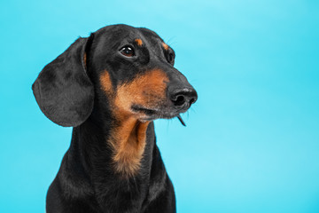 Portrait of black and tan dachshund with cute face expression.