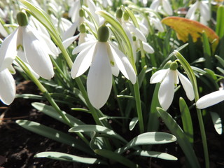 Snowdrop spring flowers. First day of  the spring. 