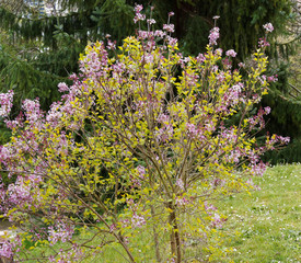 Obraz premium Syringa Microphylla 'Superba' | Lilas de Chine à spectaculaire floraison printanière rose teintée de mauve à rouge parfumée, au feuillage vert feutré de blanc 