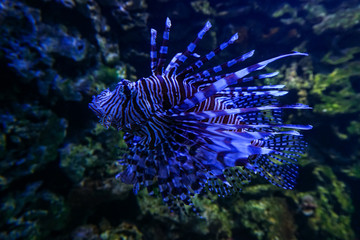 Wildlife in the Munich Zoo
