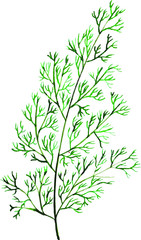 Beautiful Watercolor Floral and Leaves