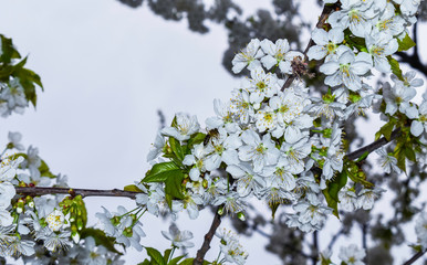 The bee is perched on the flowering leaves.