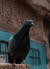 А beautiful pigeon sits and looks at us