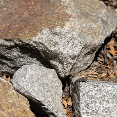 Lizard on a stone in themountain