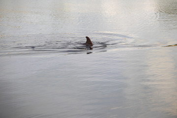 Florida Keys Wildlife and Sunsets