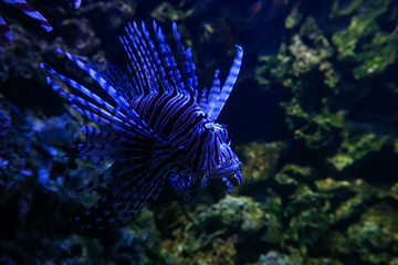 Wildlife in the Munich Zoo