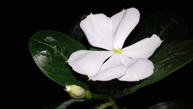 Rare Six Petal White Periwinkle Flower or NAYANTARA . scientific name  Catharanthus roseus   Periwinkle/Sadabahar/Nitya Kalyani/Poovali/Nayantara/Vinca plant