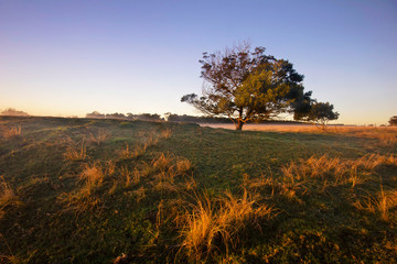 Sunrise morning tree landscape