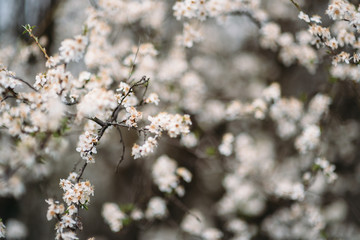 Spring Cherry blossoms, pink flowers.