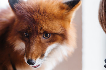 fox portrait