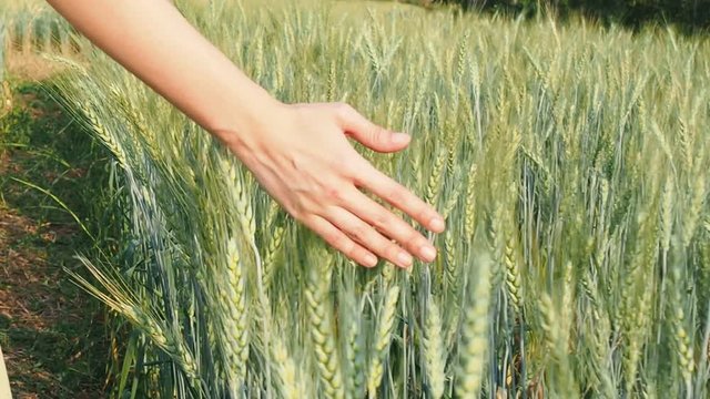 Woman walking through barley field and touching wheat in a sunset light.