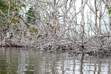 Florida Keys Wildlife and Sunsets
