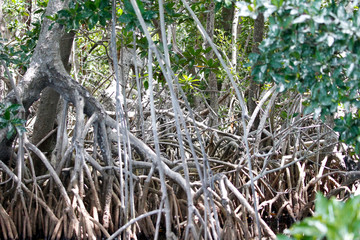 Florida Keys Wildlife and Sunsets